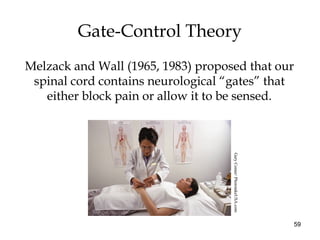 59
Gate-Control Theory
Melzack and Wall (1965, 1983) proposed that our
spinal cord contains neurological “gates” that
either block pain or allow it to be sensed.
GaryComer/PhototakeUSA.com
 