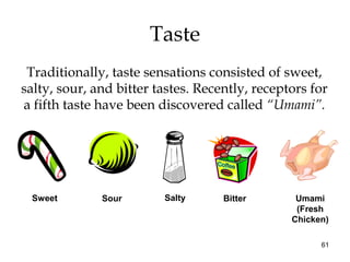 61
Taste
Traditionally, taste sensations consisted of sweet,
salty, sour, and bitter tastes. Recently, receptors for
a fifth taste have been discovered called “Umami”.
Sweet Sour Salty Bitter Umami
(Fresh
Chicken)
 
