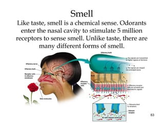 63
Smell
Like taste, smell is a chemical sense. Odorants
enter the nasal cavity to stimulate 5 million
receptors to sense smell. Unlike taste, there are
many different forms of smell.
 