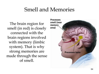 64
Smell and Memories
The brain region for
smell (in red) is closely
connected with the
brain regions involved
with memory (limbic
system). That is why
strong memories are
made through the sense
of smell.
 
