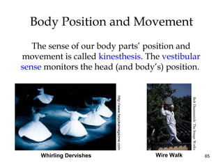 65
Body Position and Movement
The sense of our body parts’ position and
movement is called kinesthesis. The vestibular
sense monitors the head (and body’s) position.
http://www.heyokamagazine.com
Whirling Dervishes Wire Walk
BobDaemmrich/TheImageWorks
 