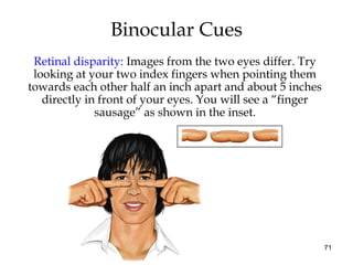 71
Binocular Cues
Retinal disparity: Images from the two eyes differ. Try
looking at your two index fingers when pointing them
towards each other half an inch apart and about 5 inches
directly in front of your eyes. You will see a “finger
sausage” as shown in the inset.
 
