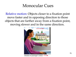 75
Monocular Cues
Relative motion: Objects closer to a fixation point
move faster and in opposing direction to those
objects that are farther away from a fixation point,
moving slower and in the same direction.
 
