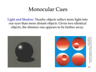 77
Monocular Cues
Light and Shadow: Nearby objects reflect more light into
our eyes than more distant objects. Given two identical
objects, the dimmer one appears to be farther away.
From“PerceivingShapeFromShading”byVilayaur
S.Ramachandran.©1988byScientificAmerican,Inc.
Allrightsreserved.
 
