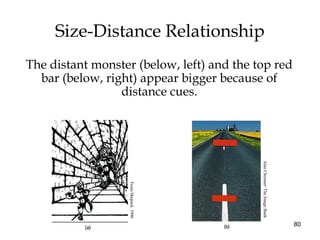 80
Size-Distance Relationship
The distant monster (below, left) and the top red
bar (below, right) appear bigger because of
distance cues.
FromShepard,1990
AlanChoisnet/TheImageBank
 