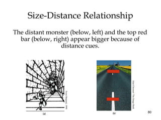 80
Size-Distance Relationship
The distant monster (below, left) and the top red
bar (below, right) appear bigger because o...