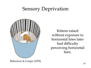 87
Kittens raised
without exposure to
horizontal lines later
had difficulty
perceiving horizontal
bars.
Blakemore & Cooper (1970)
Sensory Deprivation
 