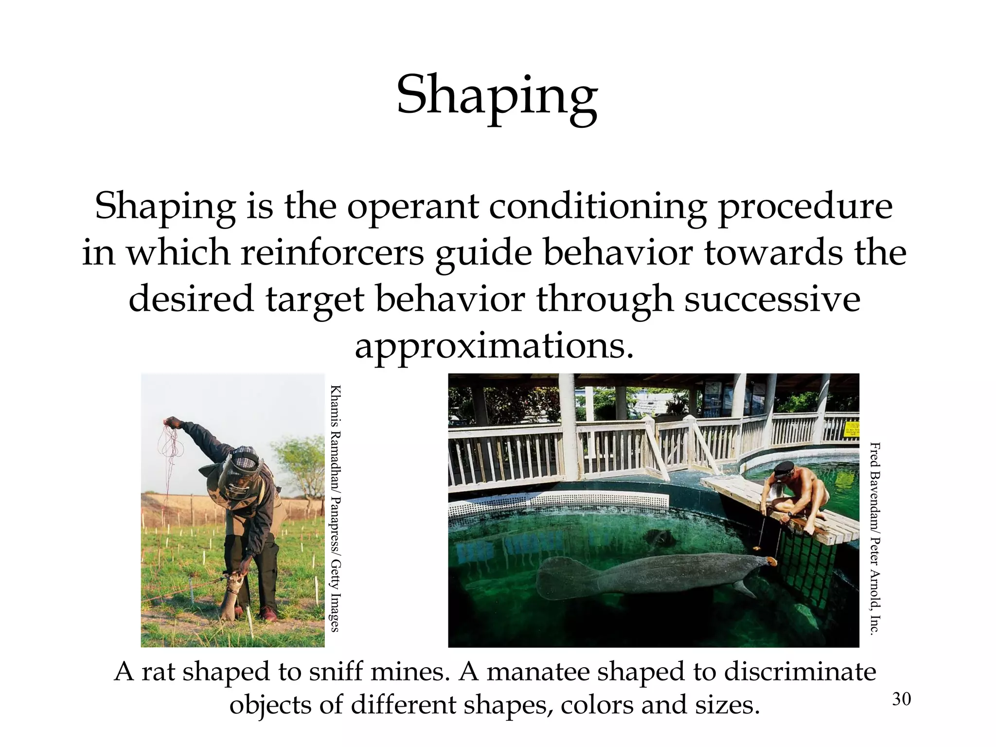 Shaping
 Shaping is the operant conditioning procedure
in which reinforcers guide behavior towards the
   desired target behavior through successive
                approximations.
                  Khamis Ramadhan/ Panapress/ Getty Images




                                                                       Fred Bavendam/ Peter Arnold, Inc.
 A rat shaped to sniff mines. A manatee shaped to discriminate
          objects of different shapes, colors and sizes.                                                   30
 