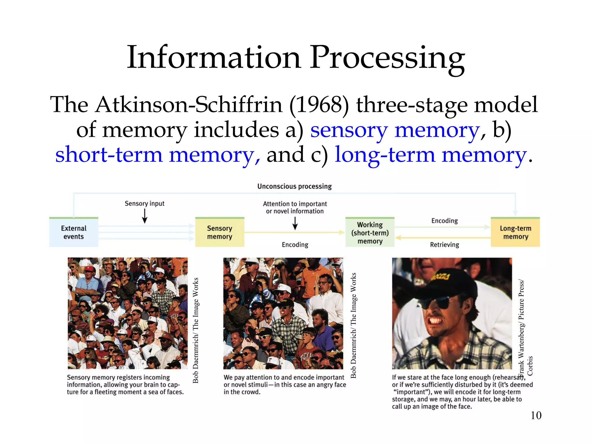 10
Information Processing
The Atkinson-Schiffrin (1968) three-stage model
of memory includes a) sensory memory, b)
short-term memory, and c) long-term memory.
BobDaemmrich/TheImageWorks
BobDaemmrich/TheImageWorks
FrankWartenberg/PicturePress/
Corbis
 