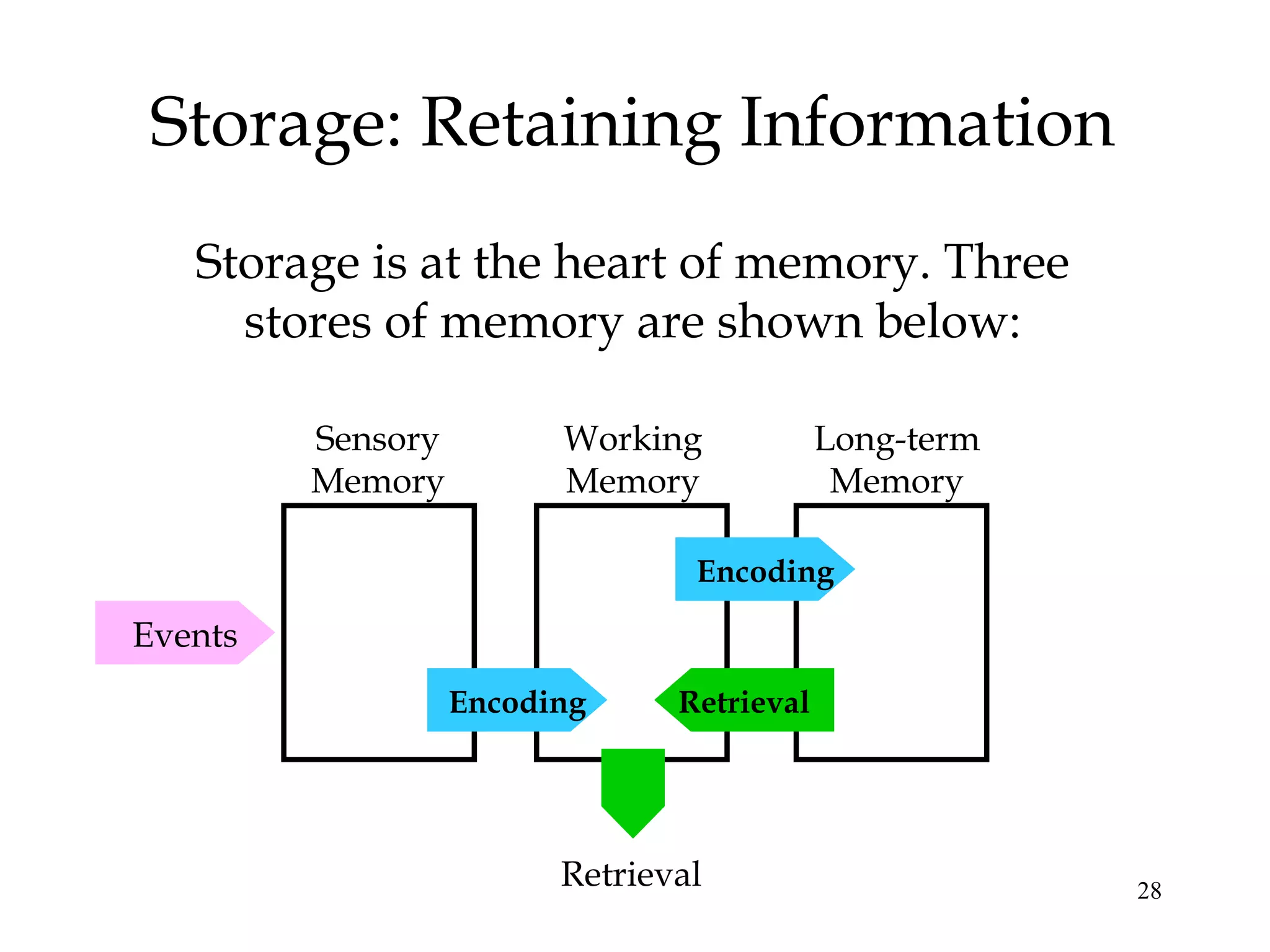 28
Storage: Retaining Information
Storage is at the heart of memory. Three
stores of memory are shown below:
Sensory
Memory
Working
Memory
Long-term
Memory
Encoding
RetrievalEncoding
Events
Retrieval
 
