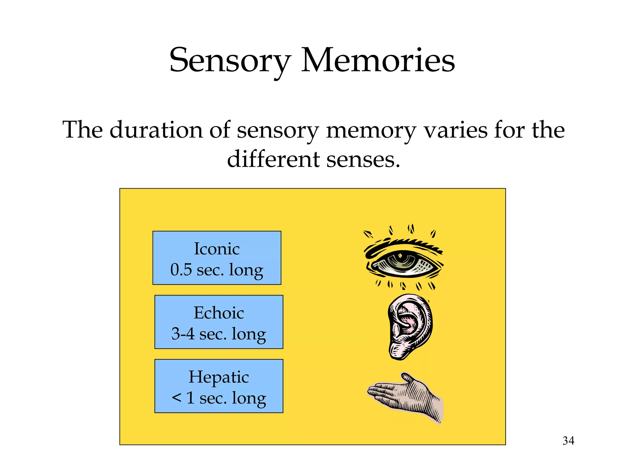 34
Sensory Memories
Iconic
0.5 sec. long
Echoic
3-4 sec. long
Hepatic
< 1 sec. long
The duration of sensory memory varies for the
different senses.
 