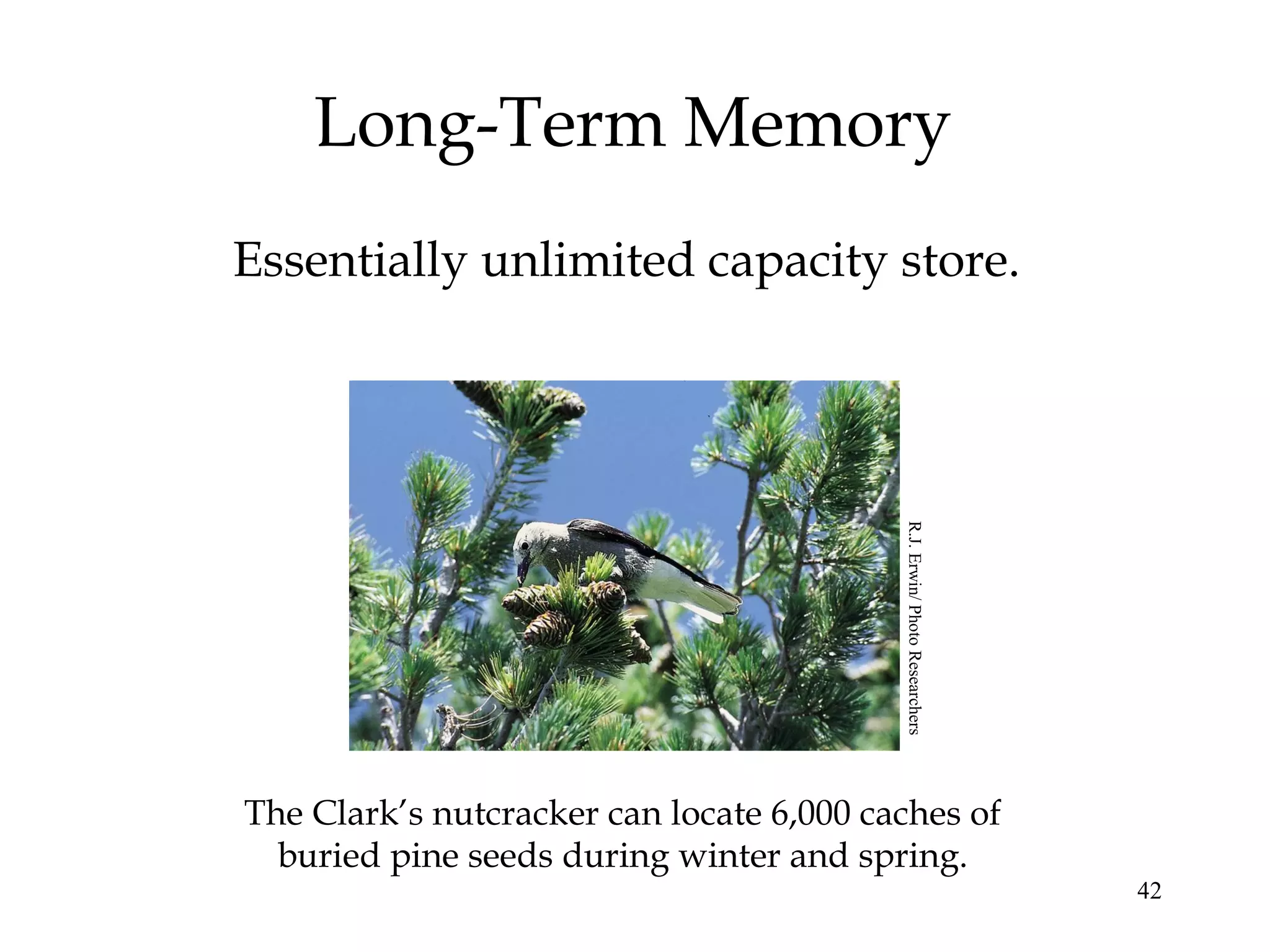 42
Long-Term Memory
Essentially unlimited capacity store.
The Clark’s nutcracker can locate 6,000 caches of
buried pine seeds during winter and spring.
R.J.Erwin/PhotoResearchers
 