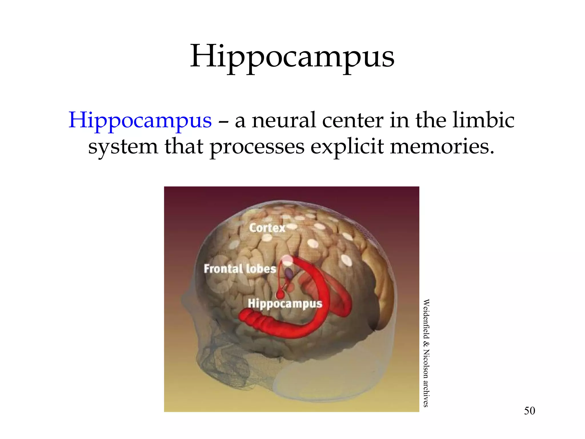 50
Hippocampus
Hippocampus – a neural center in the limbic
system that processes explicit memories.
Weidenfield&Nicolsonarchives
 
