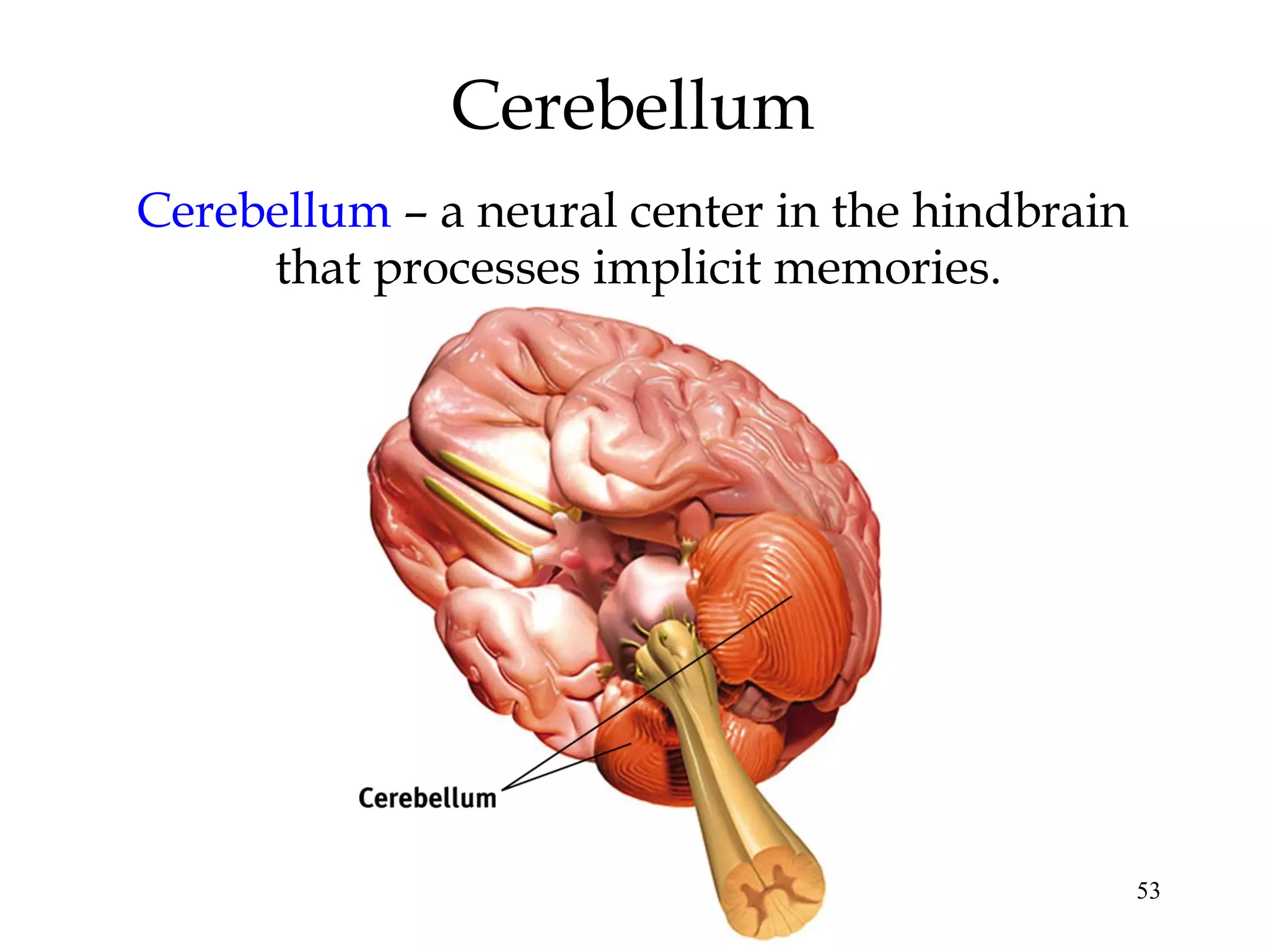 53
Cerebellum
Cerebellum – a neural center in the hindbrain
that processes implicit memories.
 