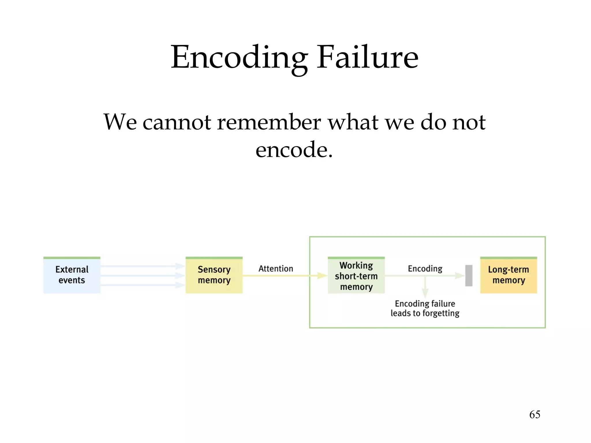 65
Encoding Failure
We cannot remember what we do not
encode.
 