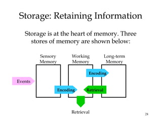 28
Storage: Retaining Information
Storage is at the heart of memory. Three
stores of memory are shown below:
Sensory
Memory
Working
Memory
Long-term
Memory
Encoding
RetrievalEncoding
Events
Retrieval
 