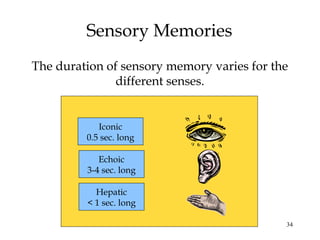 34
Sensory Memories
Iconic
0.5 sec. long
Echoic
3-4 sec. long
Hepatic
< 1 sec. long
The duration of sensory memory varies for the
different senses.
 