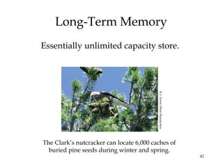 42
Long-Term Memory
Essentially unlimited capacity store.
The Clark’s nutcracker can locate 6,000 caches of
buried pine seeds during winter and spring.
R.J.Erwin/PhotoResearchers
 