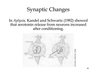 46
Synaptic Changes
In Aplysia, Kandel and Schwartz (1982) showed
that serotonin release from neurons increased
after conditioning.
Photo:ScientificAmerican
 