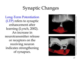 47
Synaptic Changes
Long-Term Potentiation
(LTP) refers to synaptic
enhancement after
learning (Lynch, 2002).
An increase in
neurotransmitter release
or receptors on the
receiving neuron
indicates strengthening
of synapses.
BothPhotos:FromN.Tonietal.,Nature,402,Nov.251999.CourtesyofDominiqueMuller
 