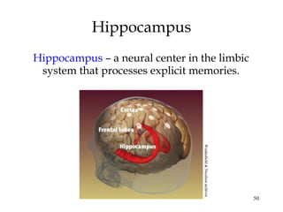 50
Hippocampus
Hippocampus – a neural center in the limbic
system that processes explicit memories.
Weidenfield&Nicolsonarchives
 