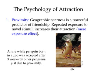 66
The Psychology of Attraction
1. Proximity: Geographic nearness is a powerful
predictor of friendship. Repeated exposure to
novel stimuli increases their attraction (mere
exposure effect).
A rare white penguin born
in a zoo was accepted after
3 weeks by other penguins
just due to proximity.
RexUSA
 