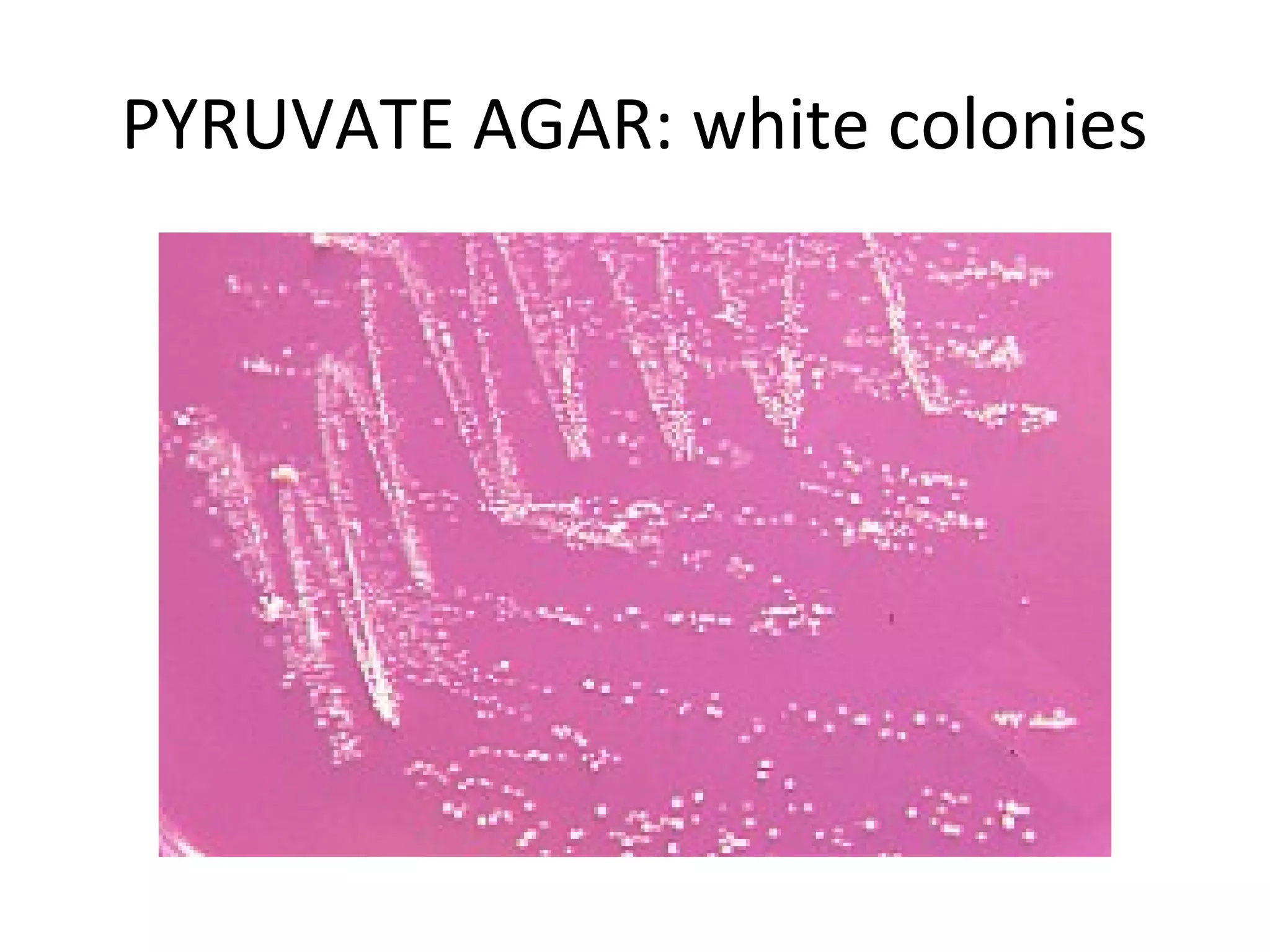 PYRUVATE AGAR: white colonies
 