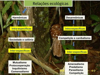 (9)Ecologia Geral (parte 3, relações ecológicas)(Aula).ppt
