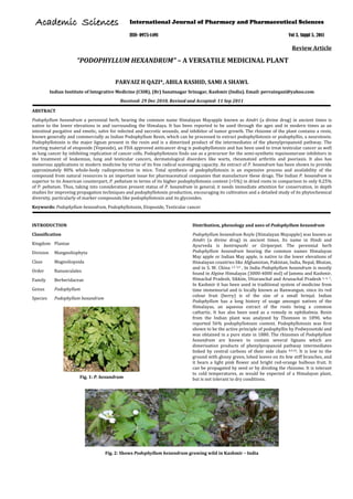 Indian Institute of Integrative Medicine (CSIR), (Br) Sanatnagar Srinagar, Kashmir (India). Email:
Review Article
“PODOPHYLLUM HEXANDRUM” – A VERSATILE MEDICINAL PLANT
PARVAIZ H QAZI*, ABILA RASHID, SAMI A SHAWL
pervaizqazi@yahoo.com
Received: 29 Dec 2010, Revised and Accepted: 11 Sep 2011
ABSTRACT
Podophyllum hexandrum a perennial herb, bearing the common name Himalayan Mayapple known as Aindri (a divine drug) in ancient times is
native to the lower elevations in and surrounding the Himalaya. It has been reported to be used through the ages and in modern times as an
intestinal purgative and emetic, salve for infected and necrotic wounds, and inhibitor of tumor growth. The rhizome of the plant contains a resin,
known generally and commercially as Indian Podophyllum Resin, which can be processed to extract podophyllotoxin or podophyllin, a neurotoxin.
Podophyllotoxin is the major lignan present in the resin and is a dimerized product of the intermediates of the phenylpropanoid pathway. The
starting material of etoposide (Vepeside), an FDA approved anticancer drug is podophyllotoxin and has been used to treat testicular cancer as well
as lung cancer by inhibiting replication of cancer cells. Podophyllotoxin finds use as a precursor for the semi-synthetic topoisomerase inhibitors in
the treatment of leukemias, lung and testicular cancers, dermatological disorders like warts, rheumatoid arthritis and psoriasis. It also has
numerous applications in modern medicine by virtue of its free radical scavenging capacity. An extract of P. hexandrum has been shown to provide
approximately 80% whole-body radioprotection in mice. Total synthesis of podophyllotoxin is an expensive process and availability of the
compound from natural resources is an important issue for pharmaceutical companies that manufacture these drugs. The Indian P. hexandrum is
superior to its American counterpart, P. peltatum in terms of its higher podophyllotoxin content (>5%) in dried roots in comparison to only 0.25%
of P. peltatum. Thus, taking into consideration present status of P. hexandrum in general, it needs immediate attention for conservation, in depth
studies for improving propagation techniques and podophyllotoxin production, encouraging its cultivation and a detailed study of its phytochemical
diversity, particularly of marker compounds like podophyllotoxin and its glycosides.
Keywords: Podophyllum hexandrum, Podophyllotoxin, Etoposide, Testicular cancer
INTRODUCTION
Classification
Kingdom Plantae
Division Mangnoliophyta
Class Magnoliopsida
Order Ranunculales
Family Berberidaceae
Genus Podophyllum
Species Podophyllum hexandrum
Fig. 1: P. hexundrum
Distribution, phenology and uses of Podophyllum hexundrum
Podophyllum hexandrum Royle (Himalayan Mayapple) was known as
Aindri (a divine drug) in ancient times. Its name in Hindi and
Ayurveda is bantrapushi or Giriparpat. The perennial herb
Podophyllum hexandrum bearing the common names Himalayan
May apple or Indian May apple, is native to the lower elevations of
Himalayan countries like Afghanistan, Pakistan, India, Nepal, Bhutan,
and in S. W. China 1,2 3,4 . In India Podophyllum hexandrum is mostly
found in Alpine Himalayas (3000-4000 msl) of Jammu and Kashmir,
Himachal Pradesh, Sikkim, Uttaranchal and Arunachal Pradesh 5, 6, 7.
In Kashmir it has been used in traditional system of medicine from
time immemorial and is locally known as Banwangun, since its red
colour fruit (berry) is of the size of a small brinjal. Indian
Podophyllum has a long history of usage amongst natives of the
Himalayas, an aqueous extract of the roots being a common
cathartic. It has also been used as a remedy in ophthalmia. Resin
from the Indian plant was analyzed by Thomson in 1890, who
reported 56% podophyllotoxin content. Podophyllotoxin was first
shown to be the active principle of podophyllin by Podwyssotzki and
was obtained in a pure state in 1880. The rhizomes of Podophyllum
hexandrum are known to contain several lignans which are
dimerisation products of phenylpropanoid pathway intermediates
linked by central carbons of their side chain 8,9,10. It is low to the
ground with glossy green, lobed leaves on its few stiff branches, and
it bears a light pink flower and bright red-orange bulbous fruit. It
can be propagated by seed or by dividing the rhizome. It is tolerant
to cold temperatures, as would be expected of a Himalayan plant,
but is not tolerant to dry conditions.
Fig. 2: Shows Podophyllum hexandrum growing wild in Kashmir – India
International Journal of Pharmacy and Pharmaceutical Sciences
ISSN- 0975-1491 Vol 3, Suppl 5, 2011
AAccaaddeemmiicc SScciieenncceess
 