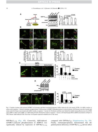 GFP-Rac1C178S (Fig. 4C). Conversely, AbO-induced,
mTORC1-catalyzed phosphorylation of 4EBP1/2 was
signiﬁcantly reduced by expression of GFP-Rac1C178S
compared with GFP-Rac1WT (Supplementary Fig. 5D).
Finally, immunoprecipitation demonstrated that the
palmitoylation-deﬁciency of GFP-Rac1C178S did not affect
Fig. 5. Insulin or amino acids activate mTORC1 at lysosomes and block amyloid-b oligomer (AbO)–induced cell cycle reentry (CCR). (A) AbOs, insulin, or
amino acids (arginine 1 leucine) stimulate an approximate 2-fold increase in 4EBP1/2 phosphorylation in cortical neurons. (B) Neurons starved of insulin and
amino acids for 2 hours were treated with AbOs, insulin, or arginine 1 leucine for 30 minutes and then were labeled by double immunoﬂuorescence for mTOR
and LAMP1 or TSC2 and LAMP1. (C) AbO-induced CCR is blocked by insulin or arginine 1 leucine. (D) Small hairpin RNA (shRNA) knockdown of Nprl3 or
TSC2 blocks AbO-induced CCR. Error bars in all panels represent standard error of the mean.
A. Norambuena et al. / Alzheimer’s  Dementia - (2016) 1-1610
 