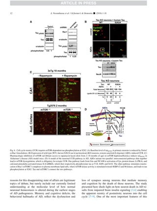 reasons for this disappointing state of affairs are legitimate
topics of debate, but surely include our currently limited
understanding at the molecular level of how normal
neuronal homeostasis is altered during the earliest stages
of AD pathogenesis. Memory and cognitive deﬁcits, the
behavioral hallmarks of AD, reﬂect the dysfunction and
loss of synapses among neurons that mediate memory
and cognition by the death of those neurons. The study
presented here sheds light on how neuron death in AD re-
sults from impaired brain insulin signaling [3,4] enabling
the apparent reentry of postmitotic neurons into the cell
cycle [7–9]. One of the most important features of this
Fig. 6. Cell cycle reentry (CCR) requires mTOR-dependent tau phosphorylation at S262. (A) Baseline level of taupS262 in primary neurons is reduced by Torin1
or Rac1 knockdown. (B) Expression of wild type (WT), but not S262A tau in tau knockout (KO) neurons, restores amyloid-b oligomer (AbO)–induced CCR. (C)
Pharmacologic inhibition of mTOR (ad libitum access to rapamycin-laced chow from 2–18 months of age) or mTOR haploinsufﬁciency reduces taupS262 in
Alzheimer’s disease (AD) model mice. (D) A model of the neuronal CCR pathway in AD. AbOs initiate two parallel, interconnected pathways that together
lead to mTOR dysregulation, which is obligatory for ectopic CCR. One pathway leads from Gas and NCAM to activation of fyn, protein kinase A (PKA), and
calcium/calmodulin-activated kinase II (CaMKII), which then respectively phosphorylate tau at Y18, S409, and S416. The other pathway stimulates translo-
cation of Rac1-mTORC1 complexes to plasma membrane lipid rafts, where mTOR kinase activity is stimulated toward 4EBP1/2 and S6 kinase, and leads to tau
phosphorylation at S262. Tau and mTORC1 connect the two pathways.
A. Norambuena et al. / Alzheimer’s  Dementia - (2016) 1-1612
 