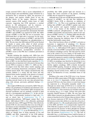 ectopic neuronal CCR is that it occurs independently of
amyloid plaque and neuroﬁbrillary tangle formation by a
mechanism that is initiated by AbOs, the precursors of
the plaques, and requires soluble forms of tau, the
building blocks of the tangles. Moreover, cultured
neurons express CCR markers within hours of AbO
exposure, suggesting that CCR represents a seminal
process in AD pathogenesis, and by extension, a
possible diagnostic and therapeutic target for AD.
Two key players in the CCR signaling network are mTOR
and Rac1. The results presented here demonstrate that both
mTORC1 and mTORC2 are required for CCR, that AbOs
activate mTORC1 at the PM, but not at lysosomes, that
GTP-bound Rac1 in lipid rafts is necessary for the mem-
brane targeting and activation of mTORC1, and that CCR
depends on mTORC1-dependent tau phosphorylation at
S262. We also show that AbO-induced CCR can be blocked
by insulin or amino acids, either of which activates
mTORC1 at both the PM and lysosomes. We therefore pro-
pose that CCR results from mTOR signaling dysregulation,
whereby AbO-induced, tau-dependent activation of
mTORC1 occurs at the PM, but is somehow prevented at
lysosomes.
Besides initiating this signaling web, AbOs have also
been shown to reduce the insulin responsiveness of neurons
by activating TNFa/JNK signaling that leads to phosphory-
lation of IRS-1 at sites that block insulin signaling [48–50].
Microglia play an important role in this process because they
secrete TNFa in response to AbOs [51]. AbOs are thus a
two-edged sword that both reduce insulin signaling and
enable a devastating downstream consequence, CCR, and
eventual neuron death. This explains mechanistically why
systemic diabetes is a strong AD risk factor and why
impaired brain insulin signaling in the absence of systemic
diabetes is also associated with AD symptoms [3,4].
Fig. 6C summarizes our current understanding of the CCR
signaling network based on the new data presented here,
along with relevant, previously published ﬁndings [10–
12,48–50].
How might mTOR become activated by AbOs? One pos-
sibility is by perturbation of membrane microdomains corre-
sponding to lipid rafts. Extracellular AbOs incorporate into
neuronal membranes and are gradually recruited to lipid
rafts by a fyn-dependent mechanism [52]. At the cell sur-
face, Rac1 is preferentially localized in lipid rafts [36],
and as shown here in Supplementary Fig. 5C, a
palmitoylation-deﬁcient, GFP-tagged mutant Rac1 that
blocks AbO-induced CCR is less efﬁciently partitioned
into lipid rafts than a GFP-tagged WT Rac1 that effectively
permits CCR. It is also noteworthy that every one of the pro-
tein kinases we have identiﬁed as being required for CCR—
fyn, PKA, CaMKII, and mTOR (Fig. 6C)—are partially en-
riched in lipid rafts [52–55], as are NCAM and Gas [56,57],
which we identify here as being upstream of fyn and
CaMKII, and PKA, respectively, in the CCR pathway
(Figs. 3 and 6C). These collective ﬁndings raise the
possibility that AbOs perturb lipid raft structure in a
manner that causes activation of the kinases, including
mTOR, that are required for neuronal CCR.
Although most of the new mTOR data presented here are
directed at mTORC1, we did ﬁnd that inhibition of
mTORC2 blocks CCR as effectively as inhibition of
mTORC1 (Fig. 1A). This is not surprising in light of the
ﬁnding that mTORC1 and mTORC2 regulate each other
by both positive and negative feedback mechanisms
[15,16]. A key feature of this feedback loop is that
mTORC1-catalyzed phosphorylation of S6K leads to
mTORC2 disassembly and inactivation, which in turn sup-
presses mTORC1 activity [15]. Perhaps AbOs alter this deli-
cate balance between the two mTOR complexes by
somehow bypassing the inhibitory steps of the feedback
loop that functionally connect them.
One of the best known effects of mTORC1 activation at
lysosomes is suppression of autophagy [58]. Because
AbOs activate mTORC1 robustly at the PM, but not at lyso-
somes (Fig. 2), AbO-induced CCR appears to depend on
spatially restricted mTORC1 activation that neither reduces
nor enhances autophagic activity. This idea must be consid-
ered in the context of in vivo studies of AD model mice,
which have demonstrated beneﬁcial effects of autophagy up-
regulation by rapamycin, namely a reduction of plaques, tan-
gles, and behavioral deﬁcits [18,19,59]. The neutral effects
of AbOs on autophagy may therefore be deleterious in two
ways. First, by failing to activate lysosomal mTORC1 and
thereby suppress autophagy, AbOs evidently dysregulate
normal mTOR signaling. Second, by failing to reduce the
basal activity of lysosomal mTORC1 and thereby enhance
autophagy beyond normal levels, AbOs do not stimulate
cells to rid themselves of toxic, misfolded forms of Ab
and tau.
Residing at the center of the CCR story is tau, because
without tau AbOs cannot induce CCR either in cultured neu-
rons or in vivo.[10] Importantly, mTOR activation and
neuronal CCR have also been shown to result from human
tau expression in a Drosophila tauopathy model [12].
Although our initial study of CCR led us to conclude that
tau phosphorylation at S262 is not necessary to drive neu-
rons out of G0 [10], that conclusion was mistaken and based
on assaying taupS262 at a single, 24-hour time point after
exposing cultured neurons to AbOs. We now know that
AbOs induce transient tau phosphorylation at S262, which
returns to baseline level by 24 hours (data not shown). More-
over, because expression of WT, but not S262A tau in tau
KO neurons restores their ability to re-enter the cell cycle af-
ter AbO exposure (Fig. 6B), tau phosphorylation at S262 and
at Y18, S409, and S416 [10] is unequivocally required for
CCR. With the exception of pY18, we found a strong corre-
lation between the presence of those phospho-tau epitopes
and CCR neurons in human cortical brain biopsy samples
from AD patients (Supplementary Fig. S7). The lack of
detectable taupY18 in the human tissue could be because of
a neuroanatomical limitation. TaupY18 has been detected in
A. Norambuena et al. / Alzheimer’s  Dementia - (2016) 1-16 13
 