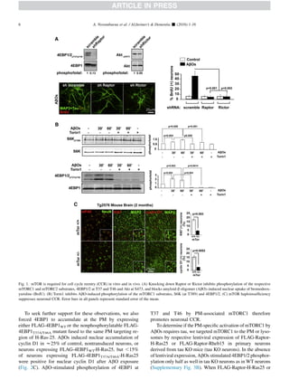 To seek further support for these observations, we also
forced 4EBP1 to accumulate at the PM by expressing
either FLAG-4EBP1WT or the nonphosphorylatable FLAG-
4EBP1T37A/T46A mutant fused to the same PM targeting re-
gion of H-Ras-25. AbOs induced nuclear accumulation of
cyclin D1 in w25% of control, nontransduced neurons, or
neurons expressing FLAG-4EBP1WT-H-Ras25, but ,15%
of neurons expressing FLAG-4EBP1T37A/T46A-H-Ras25
were positive for nuclear cyclin D1 after AbO exposure
(Fig. 2C). AbO-stimulated phosphorylation of 4EBP1 at
T37 and T46 by PM-associated mTORC1 therefore
promotes neuronal CCR.
To determine if the PM-speciﬁc activation of mTORC1 by
AbOs requires tau, we targeted mTORC1 to the PM or lyso-
somes by respective lentiviral expression of FLAG-Raptor-
H-Ras25 or FLAG-Raptor-Rheb15 in primary neurons
derived from tau KO mice (tau KO neurons). In the absence
of lentiviral expression, AbOs stimulated 4EBP1/2 phosphor-
ylation only half as well in tau KO neurons as in WT neurons
(Supplementary Fig. 3B). When FLAG-Raptor-H-Ras25 or
Fig. 1. mTOR is required for cell cycle reentry (CCR) in vitro and in vivo. (A) Knocking down Raptor or Rictor inhibits phosphorylation of the respective
mTORC1 and mTORC2 substrates, 4EBP1/2 at T37 and T46 and Akt at S473, and blocks amyloid-b oligomer (AbO)–induced nuclear uptake of bromodeox-
yuridine (BrdU). (B) Torin1 inhibits AbO-induced phosphorylation of the mTORC1 substrates, S6K (at T389) and 4EBP1/2. (C) mTOR haploinsufﬁciency
suppresses neuronal CCR. Error bars in all panels represent standard error of the mean.
A. Norambuena et al. / Alzheimer’s  Dementia - (2016) 1-166
 