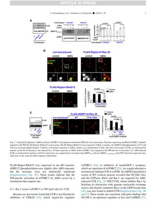FLAG-Raptor-Rheb15 was expressed in tau KO neurons,
4EBP1/2 phosphorylation rose slightly after AbO exposure,
but the increases were not statistically signiﬁcant
(Supplementary Fig. 3C). These results indicate that the
PM-speciﬁc activation of mTORC1 by AbOs occurs by a
mechanism that requires tau.
4.3. Rac1 targets mTORC1 to PM lipid rafts for CCR
Because we previously found that CCR is not blocked by
inhibitors of GSK3b [10], which negatively regulates
mTORC1 [28], or inhibitors of insulin/IGF-1 receptors,
which are upstream of mTORC2 [28], we sought alternative
mechanisms linking CCR to mTOR. An shRNA knockdown
screen of WT cortical neurons revealed that NCAM, Gas,
and the GTPases, RalA and Rac1, are required for AbO-
induced CCR (Fig. 3). NSC23766, which inhibits Rac1 by
blocking its interaction with guanine nucleotide exchange
factors and thereby maintains Rac1 in the GDP-bound state
[30], was also found to inhibit CCR (Supplementary Fig. 4B
and C). These results are consistent with prior ﬁndings that
NCAM is an upstream regulator of fyn and CaMKII [31],
Fig. 2. Amyloid-b oligomers (AbOs) activate mTORC1 at the plasma membrane (PM) but not at lysosomes. Neurons expressing modiﬁed mTORC1 subunits
targeted to the PM (FLAG-Raptor-H-Ras25) or lysosomes (FLAG-Raptor-Rheb15) were exposed to AbOs or insulin. (A) 4EBP1/2 phosphorylation at T37 and
T46 was increased approximately 2-fold by a 30-minute exposure to AbOs, insulin, or a combination of both. (B) Cell cycle reentry (CCR), as monitored by
nuclear cyclin D1 localization, was induced by a 24-hour exposure to AbOs when mTORC1 was targeted to the PM but not to lysosomes. (C) AbO-induced
CCR, as monitored by nuclear cyclin D1 expression, was supported by overexpressing 4EBP1WT, but not 4EBP1T37A/T46A, at the PM. Error bars represent stan-
dard error of the mean for three separate experiments.
A. Norambuena et al. / Alzheimer’s  Dementia - (2016) 1-16 7
 