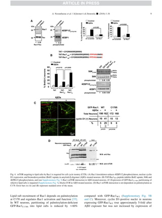 Lipid raft recruitment of Rac1 depends on palmitoylation
at C178 and regulates Rac1 activation and function [35].
In WT neurons, partitioning of palmitoylation-deﬁcient
GFP-Rac1C178S into lipid rafts is reduced by w60%
compared with GFP-Rac1WT (Supplementary Fig. 5B
and C). Moreover, cyclin D1-positive nuclei in neurons
expressing GFP-Rac1WT rose approximately 5-fold after
AbO exposure but was not increased by expression of
Fig. 4. mTOR targeting to lipid rafts by Rac1 is required for cell cycle reentry (CCR). (A) Rac1 knockdown reduces 4EBP1/2 phosphorylation, nuclear cyclin
D1 expression, and bromodeoxyuridine (BrdU) uptake in amyloid-b oligomer (AbO)–treated neurons. (B) TAT-Rac1WT peptide inhibits BrdU uptake, S6K and
4EPB1/2 phosphorylation, and (see Supplementary Fig. 5) Rac1-mTOR interaction in AbO-treated neurons. (C) Expression of GFP-Rac1C178S, partitioning of
which to lipid rafts is impaired (Supplementary Fig. 5), blocks CCR in AbO-treated neurons. (D) Rac1-mTOR interaction is not dependent on palmitoylation at
C178. Error bars in (A) and (B) represent standard error of the mean.
A. Norambuena et al. / Alzheimer’s  Dementia - (2016) 1-16 9
 