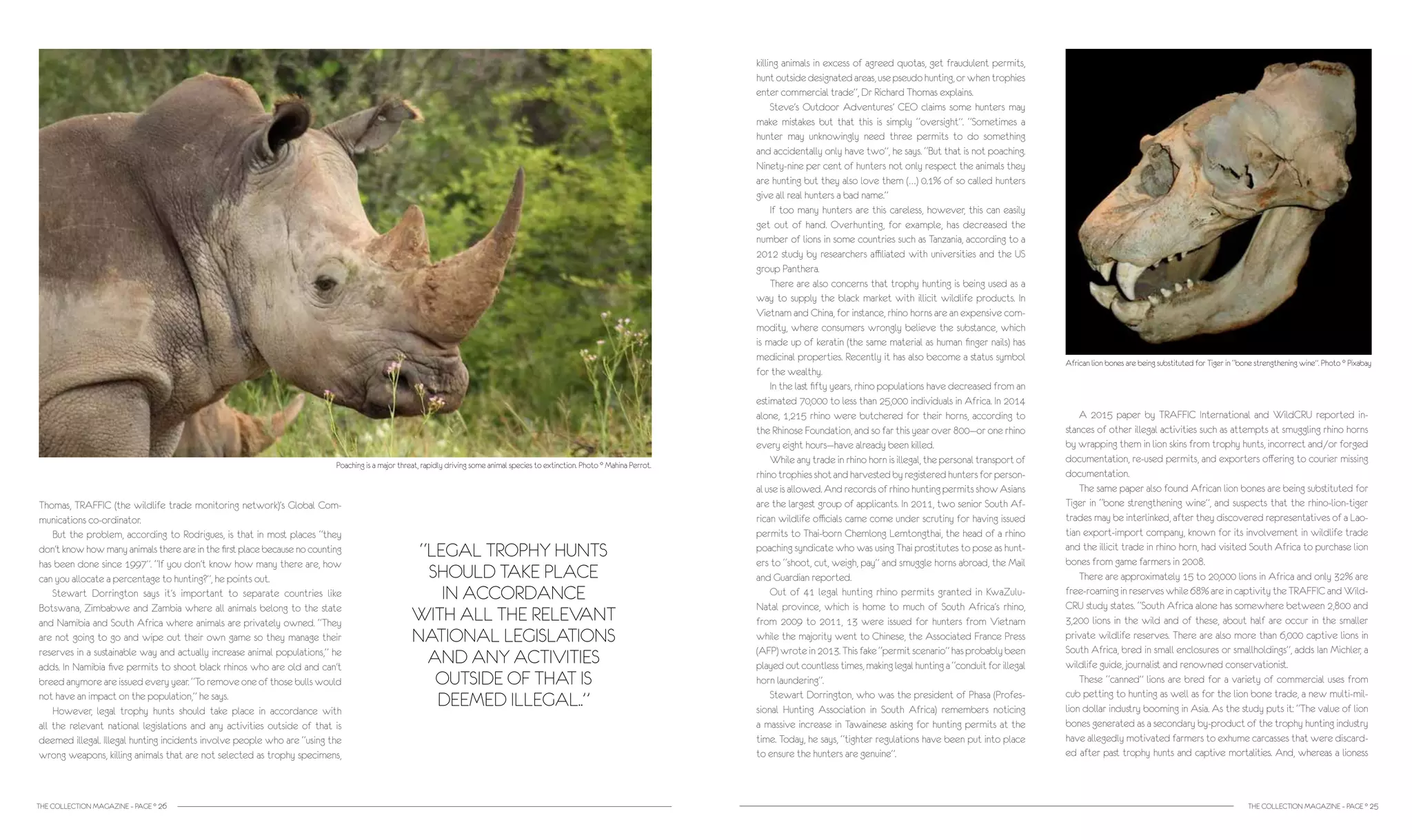 THE COLLECTION MAGAZINE – PAGE ° 26
killing animals in excess of agreed quotas, get fraudulent permits,
hunt outside designated areas, use pseudo hunting, or when trophies
enter commercial trade”, Dr Richard Thomas explains.
	 Steve’s Outdoor Adventures’ CEO claims some hunters may
make mistakes but that this is simply “oversight”. “Sometimes a
hunter may unknowingly need three permits to do something
and accidentally only have two”, he says. “But that is not poaching.
Ninety-nine per cent of hunters not only respect the animals they
are hunting but they also love them (…) 0.1% of so called hunters
give all real hunters a bad name.”
	 If too many hunters are this careless, however, this can easily
get out of hand. Overhunting, for example, has decreased the
number of lions in some countries such as Tanzania, according to a
2012 study by researchers affiliated with universities and the US
group Panthera.
	 There are also concerns that trophy hunting is being used as a
way to supply the black market with illicit wildlife products. In
Vietnam and China, for instance, rhino horns are an expensive com-
modity, where consumers wrongly believe the substance, which
is made up of keratin (the same material as human finger nails) has
medicinal properties. Recently it has also become a status symbol
for the wealthy.
	 In the last fifty years, rhino populations have decreased from an
estimated 70,000 to less than 25,000 individuals in Africa. In 2014
alone, 1,215 rhino were butchered for their horns, according to
the Rhinose Foundation, and so far this year over 800—or one rhino
every eight hours—have already been killed.
	 While any trade in rhino horn is illegal, the personal transport of
rhinotrophiesshotandharvestedbyregistered huntersforperson-
al use is allowed. And records of rhino hunting permits show Asians
are the largest group of applicants. In 2011, two senior South Af-
rican wildlife officials came come under scrutiny for having issued
permits to Thai-born Chemlong Lemtongthai, the head of a rhino
poaching syndicate who was using Thai prostitutes to pose as hunt-
ers to “shoot, cut, weigh, pay” and smuggle horns abroad, the Mail
and Guardian reported.
	 Out of 41 legal hunting rhino permits granted in KwaZulu-
Natal province, which is home to much of South Africa’s rhino,
from 2009 to 2011, 13 were issued for hunters from Vietnam
while the majority went to Chinese, the Associated France Press
(AFP) wrote in 2013. This fake “permit scenario” has probably been
played out countless times, making legal hunting a “conduit for illegal
horn laundering”.
	 Stewart Dorrington, who was the president of Phasa (Profes-
sional Hunting Association in South Africa) remembers noticing
a massive increase in Tawainese asking for hunting permits at the
time. Today, he says, “tighter regulations have been put into place
to ensure the hunters are genuine”.
Thomas, TRAFFIC (the wildlife trade monitoring network)’s Global Com-
munications co-ordinator.
	 But the problem, according to Rodrigues, is that in most places “they
don’t know how many animals there are in the first place because no counting
has been done since 1997”. “If you don’t know how many there are, how
can you allocate a percentage to hunting?”, he points out.
	 Stewart Dorrington says it’s important to separate countries like
Botswana, Zimbabwe and Zambia where all animals belong to the state
and Namibia and South Africa where animals are privately owned. “They
are not going to go and wipe out their own game so they manage their
reserves in a sustainable way and actually increase animal populations,” he
adds. In Namibia five permits to shoot black rhinos who are old and can’t
breed anymore are issued every year. “To remove one of those bulls would
not have an impact on the population,” he says.
	 However, legal trophy hunts should take place in accordance with
all the relevant national legislations and any activities outside of that is
deemed illegal. Illegal hunting incidents involve people who are “using the
wrong weapons, killing animals that are not selected as trophy specimens,
THE COLLECTION MAGAZINE – PAGE ° 25
“LEGAL TROPHY HUNTS
SHOULD TAKE PLACE
IN ACCORDANCE
WITH ALL THE RELEVANT
NATIONAL LEGISLATIONS
AND ANY ACTIVITIES
OUTSIDE OF THAT IS
DEEMED ILLEGAL..”
	 A 2015 paper by TRAFFIC International and WildCRU reported in-
stances of other illegal activities such as attempts at smuggling rhino horns
by wrapping them in lion skins from trophy hunts, incorrect and/or forged
documentation, re-used permits, and exporters offering to courier missing
documentation.
	 The same paper also found African lion bones are being substituted for
Tiger in “bone strengthening wine”, and suspects that the rhino-lion-tiger
trades may be interlinked, after they discovered representatives of a Lao-
tian export-import company, known for its involvement in wildlife trade
and the illicit trade in rhino horn, had visited South Africa to purchase lion
bones from game farmers in 2008.
	 There are approximately 15 to 20,000 lions in Africa and only 32% are
free-roaming in reserves while 68% are in captivity the TRAFFIC and Wild-
CRU study states. “South Africa alone has somewhere between 2,800 and
3,200 lions in the wild and of these, about half are occur in the smaller
private wildlife reserves. There are also more than 6,000 captive lions in
South Africa, bred in small enclosures or smallholdings”, adds Ian Michler, a
wildlife guide, journalist and renowned conservationist.
	 These “canned” lions are bred for a variety of commercial uses from
cub petting to hunting as well as for the lion bone trade, a new multi-mil-
lion dollar industry booming in Asia. As the study puts it: “The value of lion
bones generated as a secondary by-product of the trophy hunting industry
have allegedly motivated farmers to exhume carcasses that were discard-
ed after past trophy hunts and captive mortalities. And, whereas a lioness
African lion bones are being substituted for Tiger in “bone strengthening wine”. Photo ° Pixabay
Poaching is a major threat, rapidly driving some animal species to extinction. Photo ° Mahina Perrot.
 