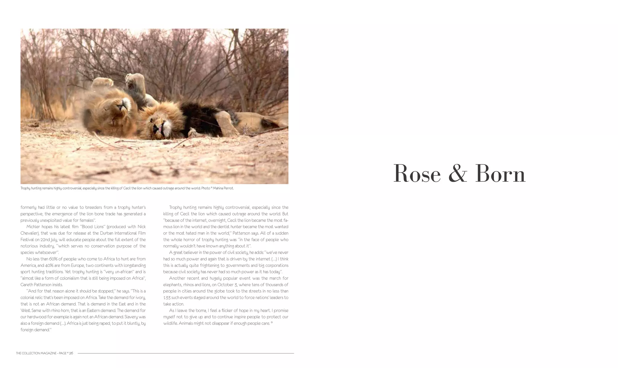 Rose & Born
formerly had little or no value to breeders from a trophy hunter’s
perspective, the emergence of the lion bone trade has generated a
previously unexploited value for females”.
	 Michler hopes his latest film “Blood Lions” (produced with Nick
Chevalier), that was due for release at the Durban International Film
Festival on 22nd July, will educate people about the full extent of the
notorious industry, “which serves no conservation purpose of the
species whatsoever”.
	 No less than 60% of people who come to Africa to hunt are from
America, and 40% are from Europe, two continents with longstanding
sport hunting traditions. Yet trophy hunting is “very un-african” and is
“almost like a form of colonialism that is still being imposed on Africa”,
Gareth Patterson insists.
	 “And for that reason alone it should be stopped,” he says. “This is a
colonial relic that’s been imposed on Africa. Take the demand for ivory,
that is not an African demand. That is demand in the East and in the
West. Same with rhino horn, that is an Eastern demand. The demand for
our hardwood for example is again not an African demand. Slavery was
also a foreign demand (…). Africa is just being raped, to put it bluntly, by
foreign demand.”
THE COLLECTION MAGAZINE – PAGE ° 26
	 Trophy hunting remains highly controversial, especially since the
killing of Cecil the lion which caused outrage around the world. But
“because of the internet, overnight, Cecil the lion became the most fa-
mous lion in the world and the dentist hunter became the most wanted
or the most hated man in the world,” Patterson says. All of a sudden
the whole horror of trophy hunting was “in the face of people who
normally wouldn’t have known anything about it”.
	 A great believer in the power of civil society, he adds: “we’ve never
had so much power and again that is driven by the internet (…) I think
this is actually quite frightening to governments and big corporations
because civil society has never had so much power as it has today”.
	 Another recent and hugely popular event was the march for
elephants, rhinos and lions, on October 3, where tens of thousands of
people in cities around the globe took to the streets in no less than
133 such events staged around the world to force nations’ leaders to
take action.
	 As I leave the boma, I feel a flicker of hope in my heart. I promise
myself not to give up and to continue inspire people to protect our
wildlife. Animals might not disappear if enough people care. °
Trophy hunting remains highly controversial, especially since the killing of Cecil the lion which caused outrage around the world. Photo ° Mahina Perrot.
 