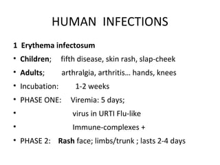 [Micro] parvovirus | PPT