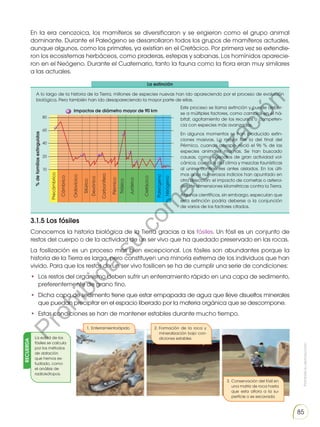 Prohibida
su
reproducción
85
RECUERDA
En la era cenozoica, los mamíferos se diversificaron y se erigieron como el grupo animal
dominante. Durante el Paleógeno se desarrollaron todos los grupos de mamíferos actuales,
aunque algunos, como los primates, ya existían en el Cretácico. Por primera vez se extendie-
ron los ecosistemas herbáceos, como praderas, estepas y sabanas. Los homínidos aparecie-
ron en el Neógeno. Durante el Cuaternario, tanto la fauna como la flora eran muy similares
a las actuales.
3.1.5 Los fósiles
Conocemos la historia biológica de la Tierra gracias a los fósiles. Un fósil es un conjunto de
restos del cuerpo o de la actividad de un ser vivo que ha quedado preservado en las rocas.
La fosilización es un proceso más bien excepcional. Los fósiles son abundantes porque la
historia de la Tierra es larga, pero constituyen una minoría extrema de los individuos que han
vivido. Para que los restos de un ser vivo fosilicen se ha de cumplir una serie de condiciones:
• Los restos del organismo deben sufrir un enterramiento rápido en una capa de sedimento,
preferentemente de grano fino.
• Dicha capa de sedimento tiene que estar empapada de agua que lleve disueltos minerales
que puedan precipitar en el espacio liberado por la materia orgánica que se descompone.
• Estas condiciones se han de mantener estables durante mucho tiempo.
A lo largo de la historia de la Tierra, millones de especies nuevas han ido apareciendo por el proceso de evolución
biológica. Pero también han ido desapareciendo la mayor parte de ellas.
Este proceso se llama extinción y puede deber-
se a múltiples factores, como cambios en el há-
bitat, agotamiento de los recursos o competen-
cia con especies más avanzadas.
En algunos momentos se han producido extin-
ciones masivas. La mayor fue la del final del
Pérmico, cuando desapa- reció el 96 % de las
especies animales marinas. Se han buscado
causas, como episodios de gran actividad vol-
cánica, cambios del clima y mezclas faunísticas
al unirse continentes antes aislados. En los últi-
mos años numerosos indicios han apuntado en
otra dirección: el impacto de cometas o asteroi-
des de dimensiones kilométricas contra la Tierra.
Algunos científicos, sin embargo, especulan que
esta extinción podría deberse a la conjunción
de varios de los factores citados.
Precámbrico
Cámbrico
Ordovícico
Silúrico
Devónico
Carbonífero
Pérmico
Triásico
Jurásico
Cretácico
Paleógeno
Neógeno
80
60
40
20
10
%
de
familias
extinguidas
Impactos de diámetro mayor de 90 km
La extinción
La edad de los
fósiles se calcula
por los métodos
de datación
que hemos es-
tudiado, como
el análisis de
radioisótopos.
2. Formación de la roca y
mineralización bajo con-
diciones estables
1. Enterramientorápido
3. Conservación del fósil en
una matriz de roca hasta
que esta aflora a la su-
perficie o es excavada
P
r
o
h
i
b
i
d
a
s
u
c
o
m
e
r
c
i
a
l
i
z
a
c
i
ó
n
 