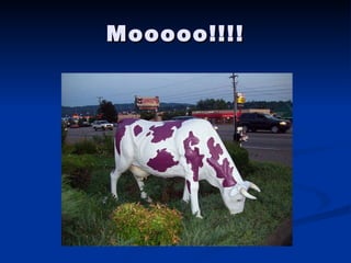 Mooooo!!!! 