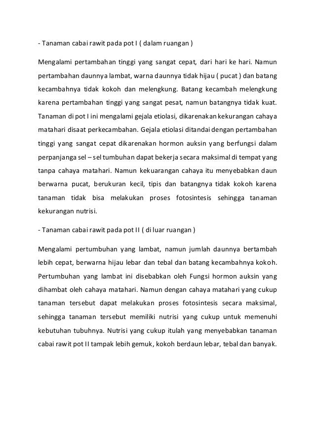 Metode Ilmiah Tanaman Cabai
