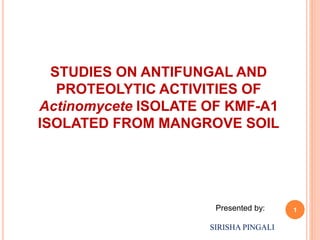 STUDIES ON ANTIFUNGAL AND
PROTEOLYTIC ACTIVITIES OF
Actinomycete ISOLATE OF KMF-A1
ISOLATED FROM MANGROVE SOIL
Presented by:
SIRISHA PINGALI
1
 