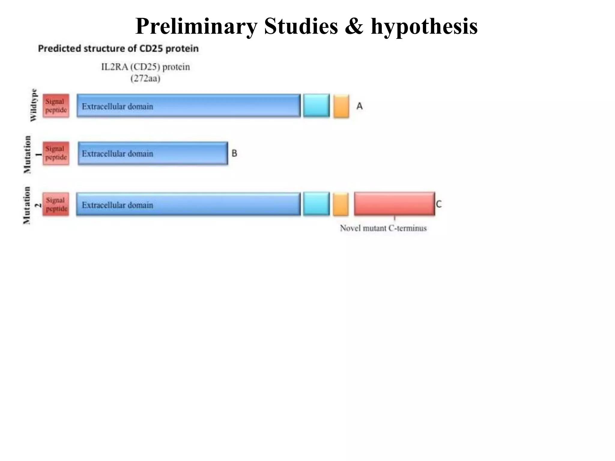 Preliminary Studies & hypothesis
 
