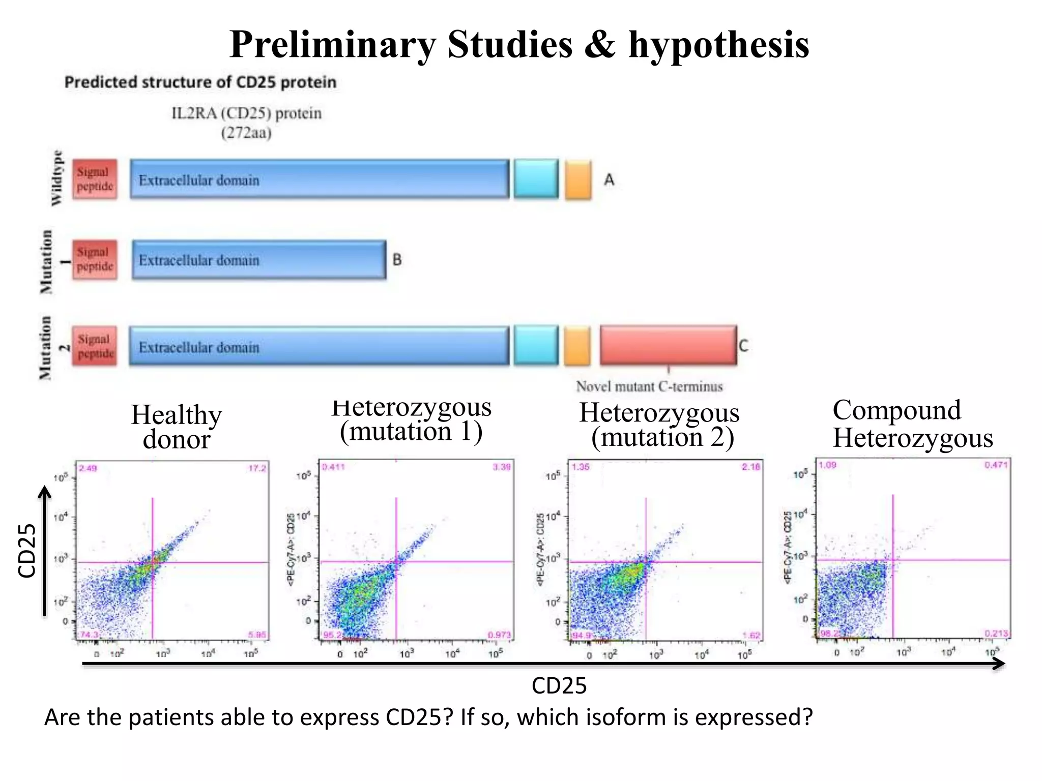 Preliminary Studies & hypothesis
Healthy
donor
CD25
CD25
Heterozygous
(mutation 1)
Are the patients able to express CD25? If so, which isoform is expressed?
Heterozygous
(mutation 2)
Compound
Heterozygous
 