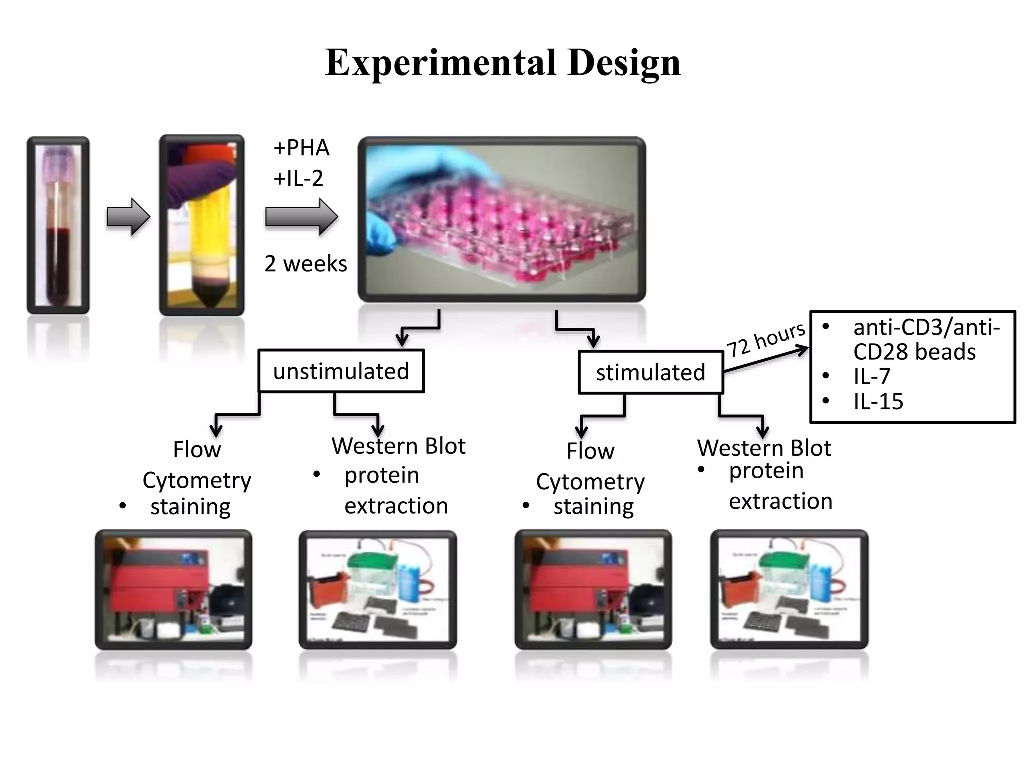Experimental Design
+PHA
+IL-2
unstimulated stimulated
2 weeks
Flow
Cytometry
Western BlotWestern Blot Flow
Cytometry
• staining
• protein
extraction
• protein
extraction• staining
• anti-CD3/anti-
CD28 beads
• IL-7
• IL-15
 