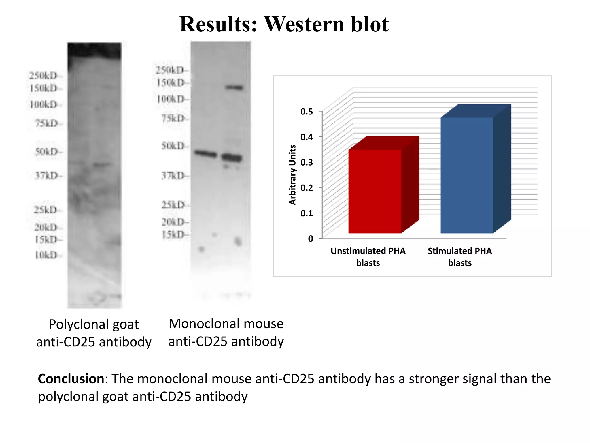 Results: Western blot
Polyclonal goat
anti-CD25 antibody
Monoclonal mouse
anti-CD25 antibody
Conclusion: The monoclonal mouse anti-CD25 antibody has a stronger signal than the
polyclonal goat anti-CD25 antibody
0
0.1
0.2
0.3
0.4
0.5
Unstimulated PHA
blasts
Stimulated PHA
blasts
ArbitraryUnits
 
