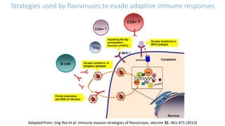 Immune evasion strategies of flaviviruses | PPTX