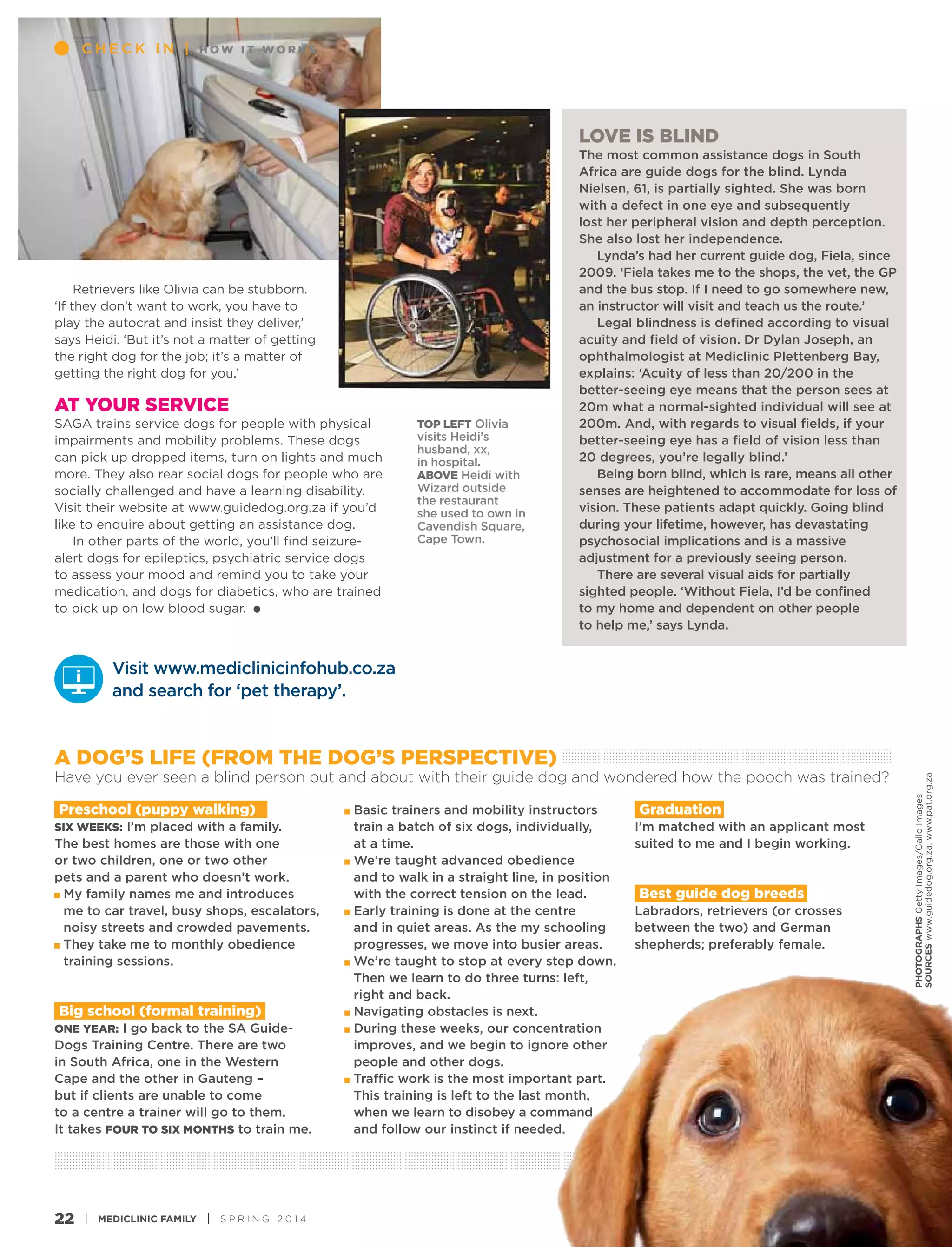 ................................................................................................................................................................................................................................................................................................................................................ ................................................................................................................................................................................................................................ 
Check i n | how it w orks 
A dog’s life (from the dog’s perspective) 
Have you ever seen a blind person out and about with their guide dog and wondered how the pooch was trained? 
................................................................................................................................................................................................................................................................................................................................................................................................................................................................................................................................................... ................................................................................................................................................................................................................................................................................................................................................................................................................................................................................................................................................ 
22 i Mediclinic Family i s p r i n g 2 0 1 4 
photographs Getty Images/Gallo Images 
sources www.guidedog.org.za, www.pat.org.za 
Retrievers like Olivia can be stubborn. 
‘If they don’t want to work, you have to 
play the autocrat and insist they deliver,’ 
says Heidi. ‘But it’s not a matter of getting 
the right dog for the job; it’s a matter of 
getting the right dog for you.’ 
At your service 
SAGA trains service dogs for people with physical 
impairments and mobility problems. These dogs 
can pick up dropped items, turn on lights and much 
more. They also rear social dogs for people who are 
socially challenged and have a learning disability. 
Visit their website at www.guidedog.org.za if you’d 
like to enquire about getting an assistance dog. 
In other parts of the world, you’ll find seizure-alert 
dogs for epileptics, psychiatric service dogs 
to assess your mood and remind you to take your 
medication, and dogs for diabetics, who are trained 
to pick up on low blood sugar. 
Love is blind 
The most common assistance dogs in South 
Africa are guide dogs for the blind. Lynda 
Nielsen, 61, is partially sighted. She was born 
with a defect in one eye and subsequently 
lost her peripheral vision and depth perception. 
She also lost her independence. 
Lynda’s had her current guide dog, Fiela, since 
2009. ‘Fiela takes me to the shops, the vet, the GP 
and the bus stop. If I need to go somewhere new, 
an instructor will visit and teach us the route.’ 
Legal blindness is defined according to visual 
acuity and field of vision. Dr Dylan Joseph, an 
ophthalmologist at Mediclinic Plettenberg Bay, 
explains: ‘Acuity of less than 20/200 in the 
better-seeing eye means that the person sees at 
20m what a normal-sighted individual will see at 
200m. And, with regards to visual fields, if your 
better-seeing eye has a field of vision less than 
20 degrees, you’re legally blind.’ 
Being born blind, which is rare, means all other 
senses are heightened to accommodate for loss of 
vision. These patients adapt quickly. Going blind 
during your lifetime, however, has devastating 
psychosocial implications and is a massive 
adjustment for a previously seeing person. 
There are several visual aids for partially 
sighted people. ‘Without Fiela, I’d be confined 
to my home and dependent on other people 
to help me,’ says Lynda. 
TOP left Olivia 
visits Heidi’s 
husband, xx, 
in hospital. 
above Heidi with 
Wizard outside 
the restaurant 
she used to own in 
Cavendish Square, 
Cape Town. 
Visit www.mediclinicinfohub.co.za 
and search for ‘pet therapy’. 
Preschool (puppy walking) 
Six weeks: I’m placed with a family. 
The best homes are those with one 
or two children, one or two other 
pets and a parent who doesn’t work. 
My family names me and introduces 
me to car travel, busy shops, escalators, 
noisy streets and crowded pavements. 
They take me to monthly obedience 
training sessions. 
Big school (formal training) 
One year: I go back to the SA Guide- 
Dogs Training Centre. There are two 
in South Africa, one in the Western 
Cape and the other in Gauteng – 
but if clients are unable to come 
to a centre a trainer will go to them. 
It takes four to six months to train me. 
Basic trainers and mobility instructors 
train a batch of six dogs, individually, 
at a time. 
We’re taught advanced obedience 
and to walk in a straight line, in position 
with the correct tension on the lead. 
Early training is done at the centre 
and in quiet areas. As the my schooling 
progresses, we move into busier areas. 
We’re taught to stop at every step down. 
Then we learn to do three turns: left, 
right and back. 
Navigating obstacles is next. 
During these weeks, our concentration 
improves, and we begin to ignore other 
people and other dogs. 
Traffic work is the most important part. 
This training is left to the last month, 
when we learn to disobey a command 
and follow our instinct if needed. 
Graduation 
I’m matched with an applicant most 
suited to me and I begin working. 
Best guide dog breeds 
Labradors, retrievers (or crosses 
between the two) and German 
shepherds; preferably female. 
