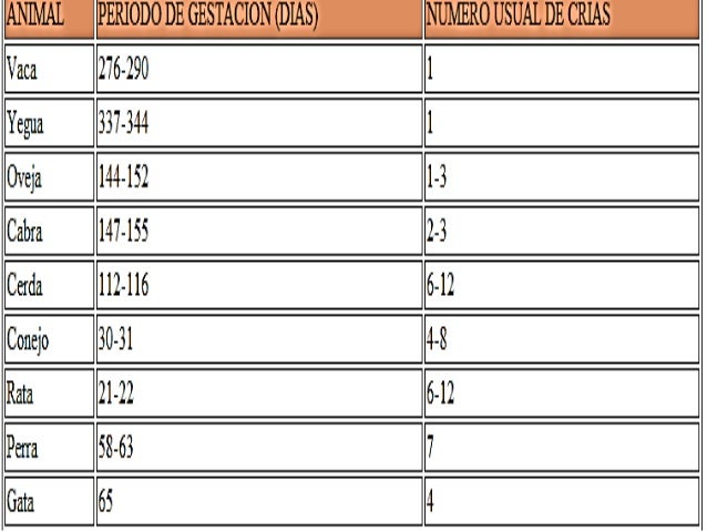 Fases De La Gestación 2013