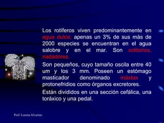 Prof. Lorena Alvarino
Los rotíferos viven predominantemente en
agua dulce; apenas un 3% de sus más de
2000 especies se encuentran en el agua
salobre y en el mar. Son solitarios,
nadadores.
Son pequeños, cuyo tamaño oscila entre 40
um y los 3 mm. Poseen un estómago
masticador denominado mástax y
protonefridios como órganos excretores.
Están divididos en una sección cefálica, una
toráxico y una pedal.
 